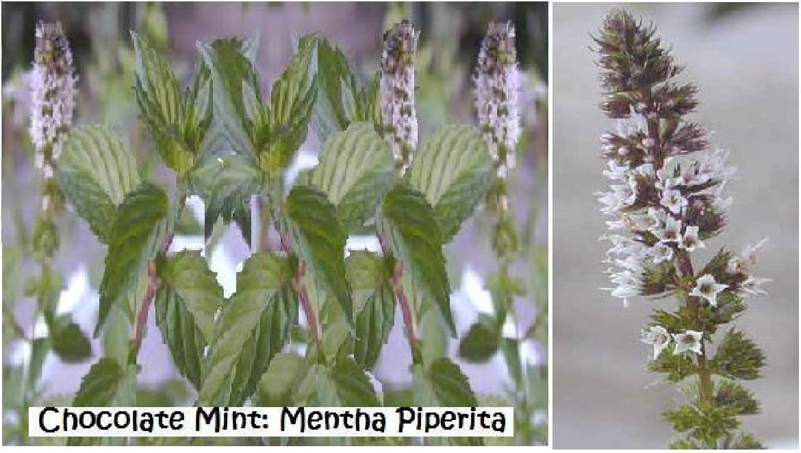 Mint Chocolate Scented Herb Plant 25 + Seeds Home Grown USA Seller