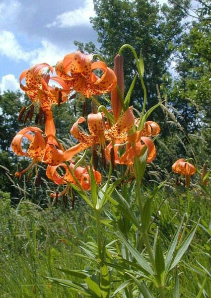 Lilium michiganense | Turk’s Cap Lily | Michigan Lily | 10 Seeds