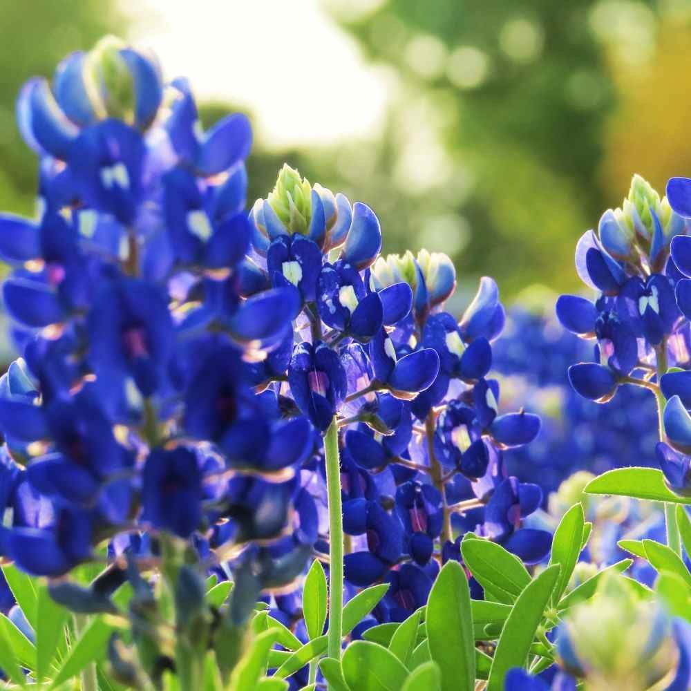 500 Seeds Texas Bluebonnet Seeds For Planting | Wildflower Seed For Planting