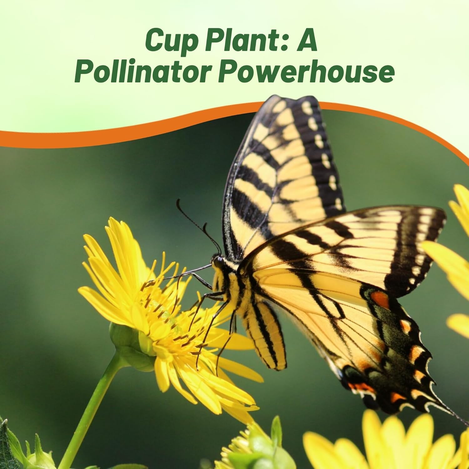 200 Seeds Silphium Seed – Cup Plant Flower Seeds