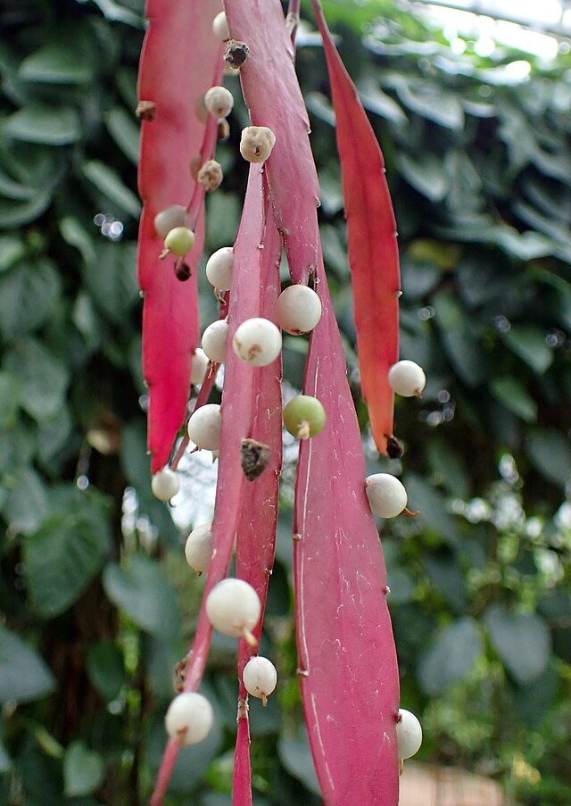 Rhipsalis ramulosa | Red Mistletoe Cactus | 10 Seeds