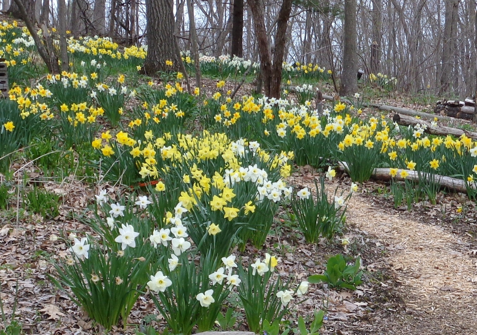 1000 fresh DAFFODIL SEEDS Narcissus Jonquil *MUST PLANT IN SUMMER or FALL *READ*