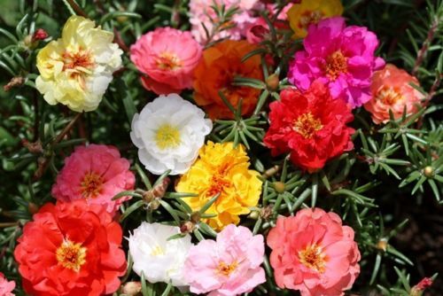 moss rose, PORTULACA double mix, 1000 seeds! GroCo* (BUY 10 ITEMS-SHIPS FREE)