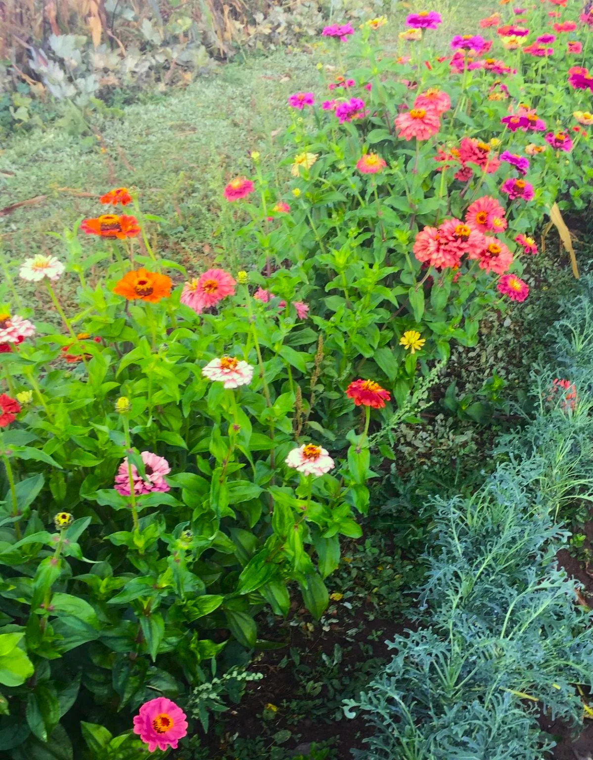 Lilliput Mix Zinnia Seeds | Pom Pom Dwarf Rainbow Multi Color Flower Seed 2024
