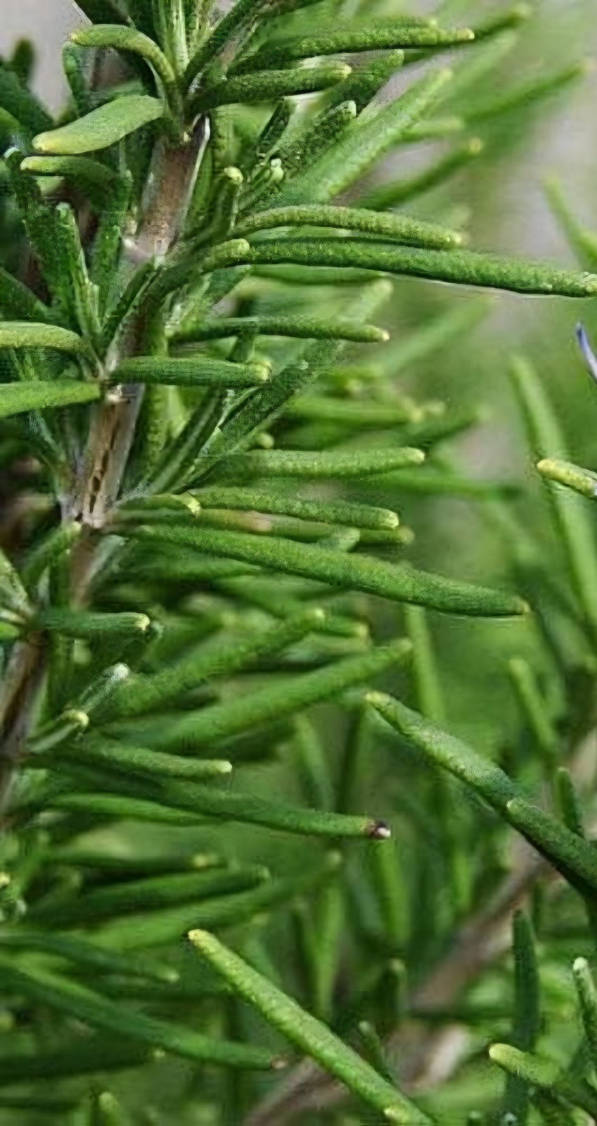 Rosemary SEEDS (rosmarinus officinalus)