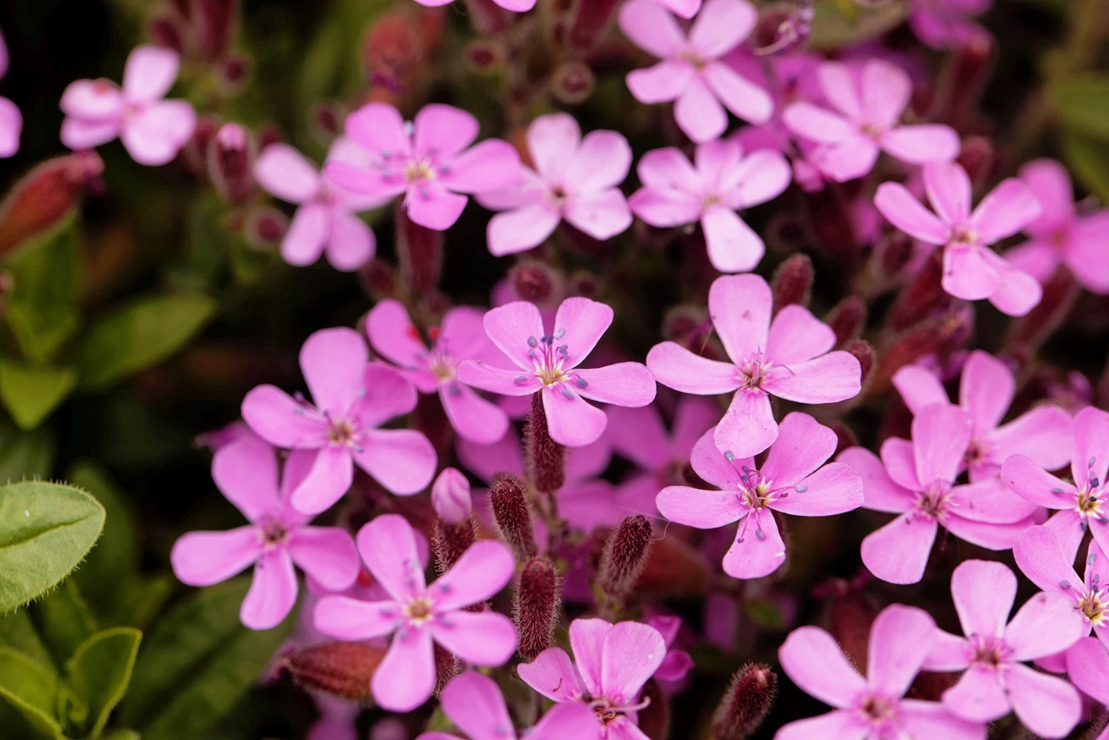 Soapwort Seeds for Planting (30 Seeds) – Saponaria officinalis