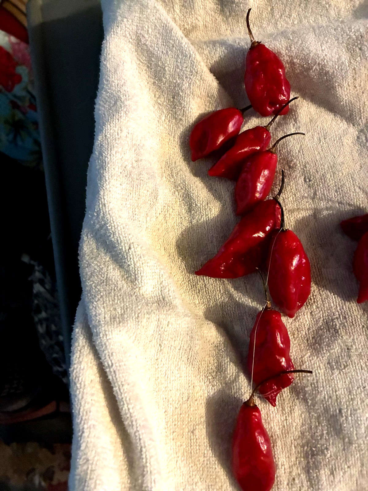 CHRISTMAS EARLY BIRD SALE GHOST PEPPERS 23 +8 31