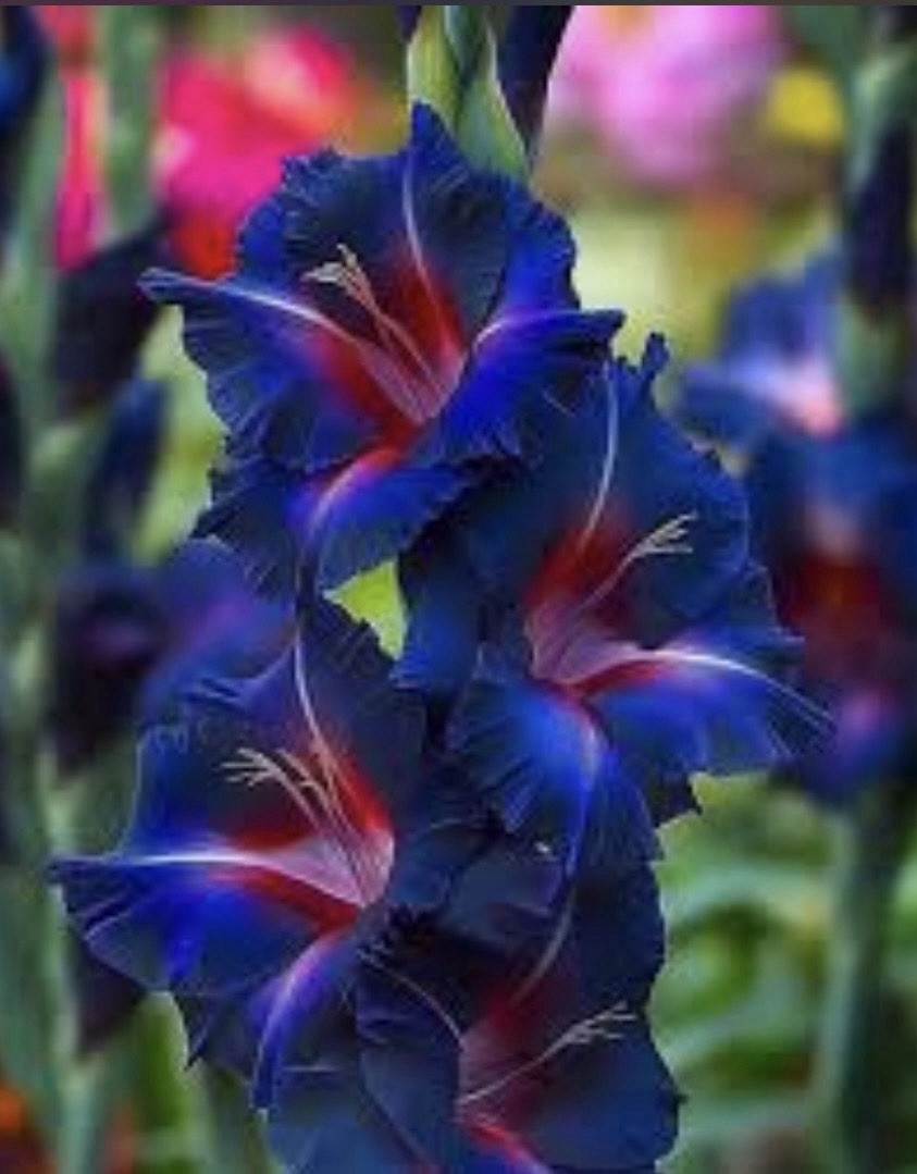 Blue Purple w Pink Hybrid Gladiolus Bulbs 4 Pack Stunning Rare Color ORGANIC