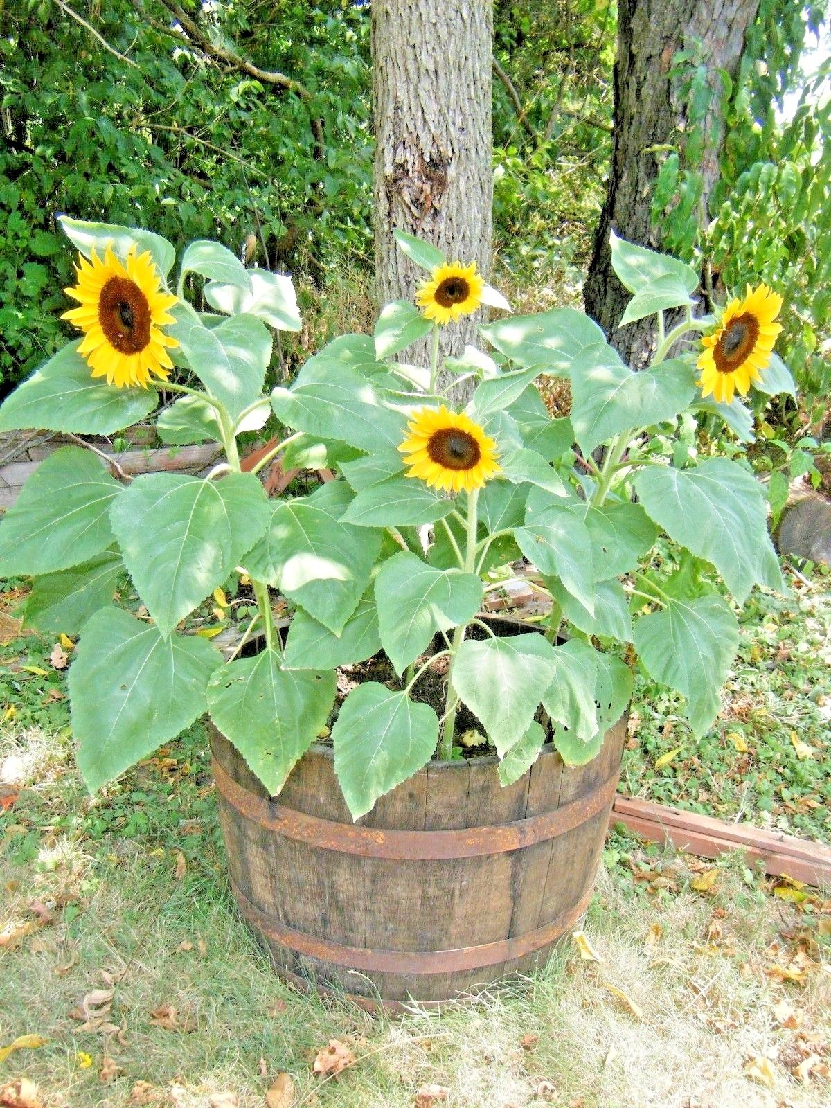 50+Sunspot DWARF SUNFLOWER Seeds Native Wildflower Flowering Annual Container
