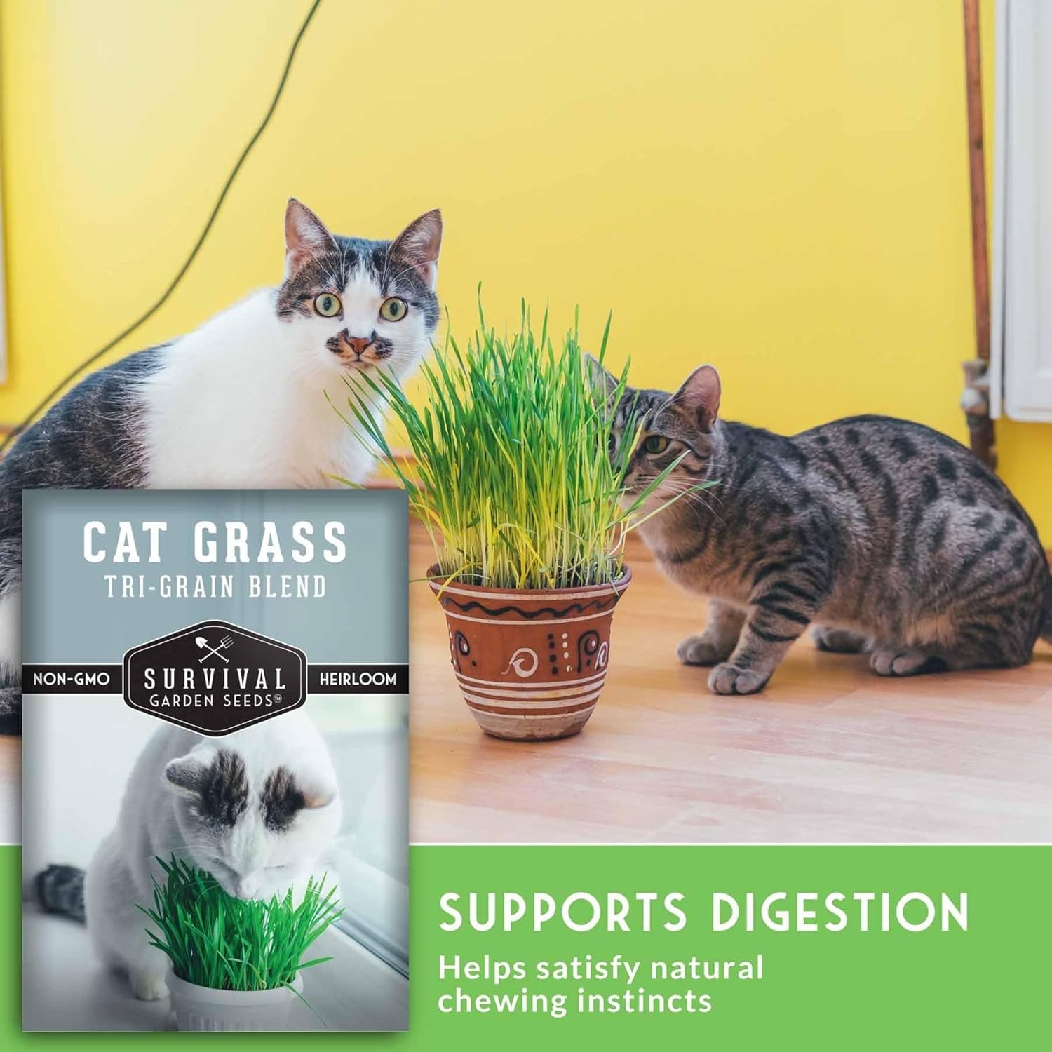 Pet-Friendly Cat Grass Seeds – Heirloom Tri-Grain Blend for -Round Growing