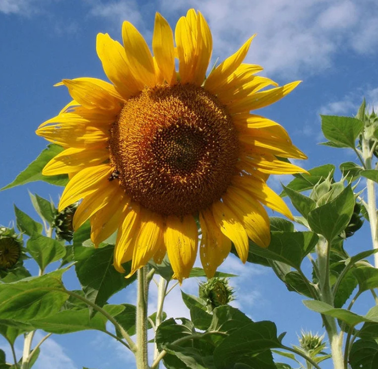Sunflower GIANT TRIO MIX Mammoth Mongolian Skyscraper Heirloom Non-GMO 75 Seeds!