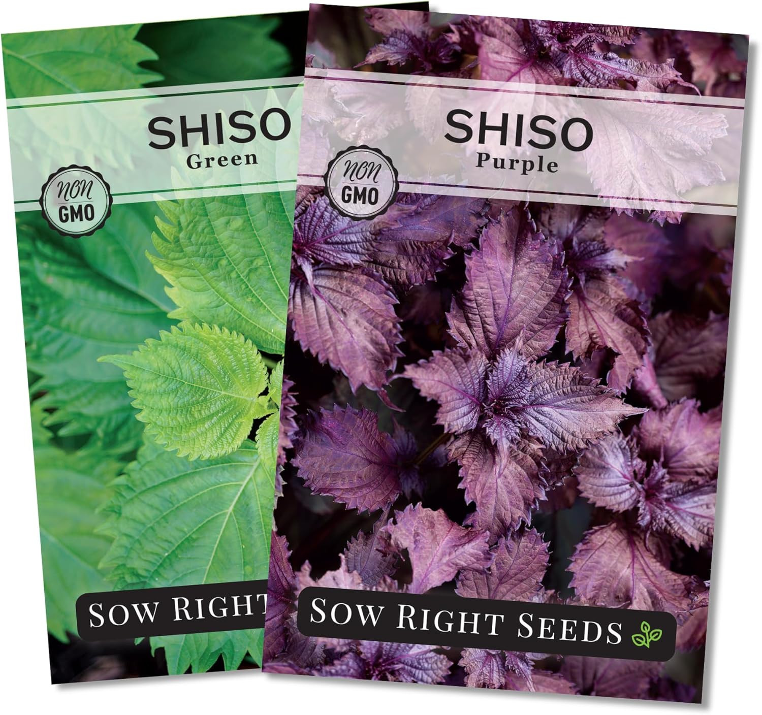 Sow Right Seeds – Shiso Seed Collection for Planting – Includes Green & Purple –
