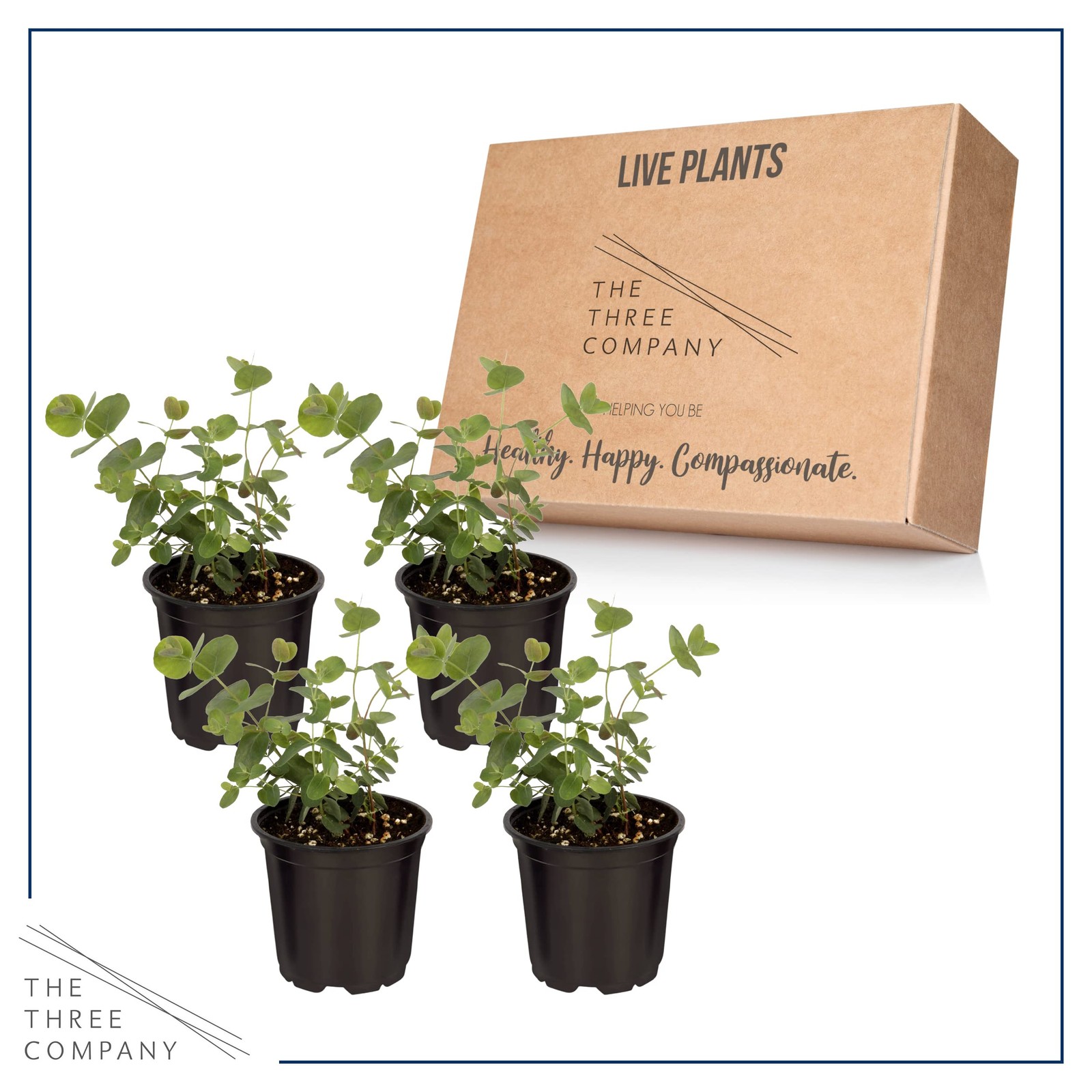Live Aromatic and Edible Herb – Eucalyptus (4 Per Pack) – Assorted Varieties,…