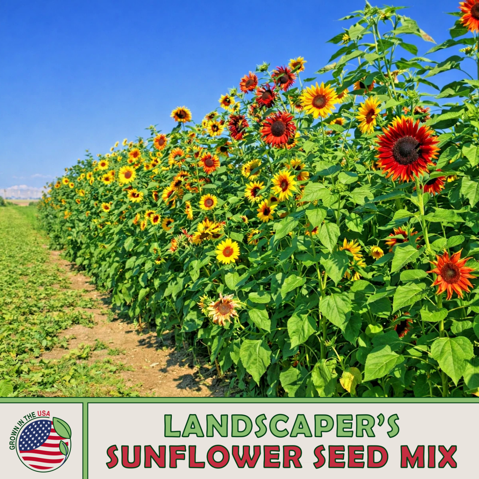 Landscaper’s Sunflower Seed Mix, 500 seeds, Native & Ornamental Sunflowers