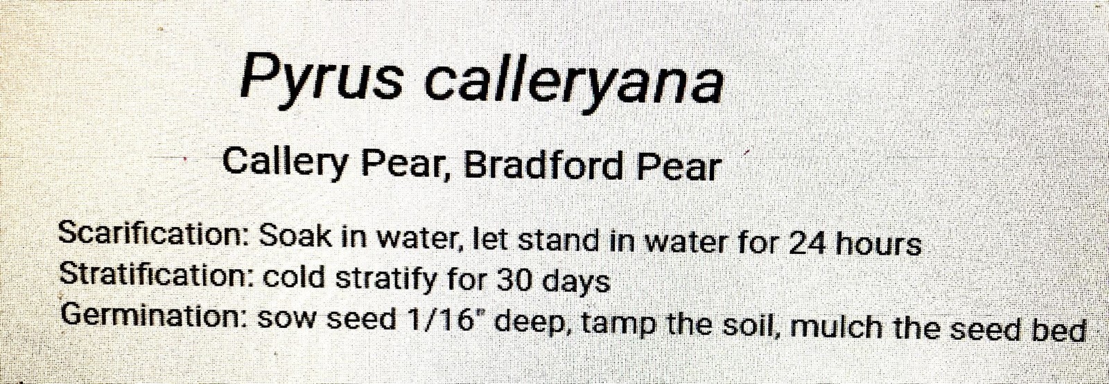 Bradford Pear Seeds (Pyrus Calleryana) Callery Pear