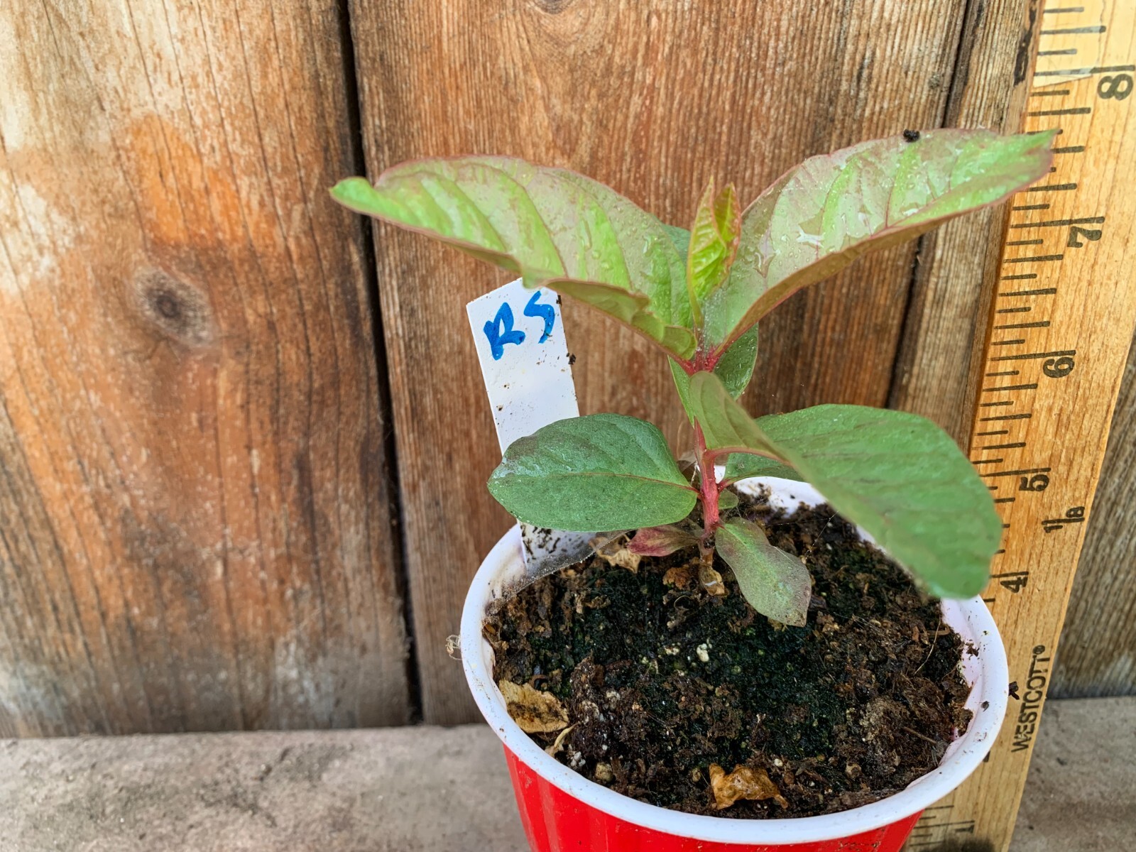 1 Sweet Ruby Supreme Big Fruit Guava Starter Tree, Psidium guajava Tree App 50″
