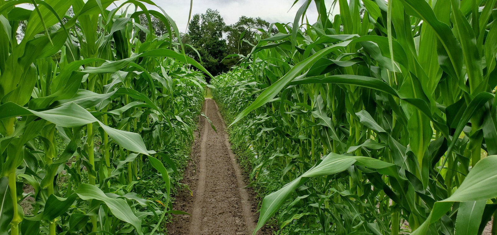 1/2 Pound (800 Seed) Silver King Non GMO Hybrid White Sweet Corn Seeds