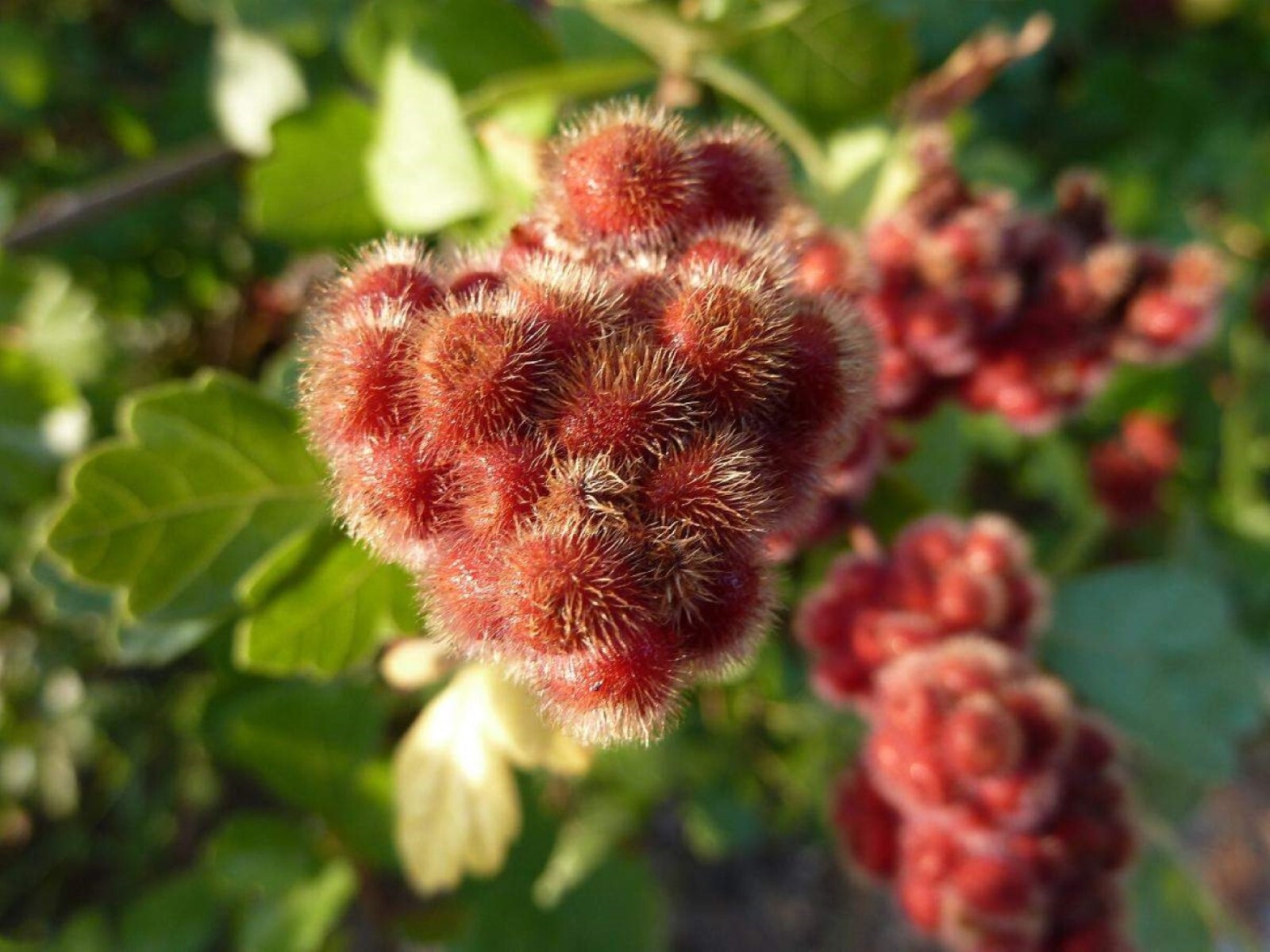 Fragrant sumac (Rhus aromatic) 1-2 year old plant, well rooted