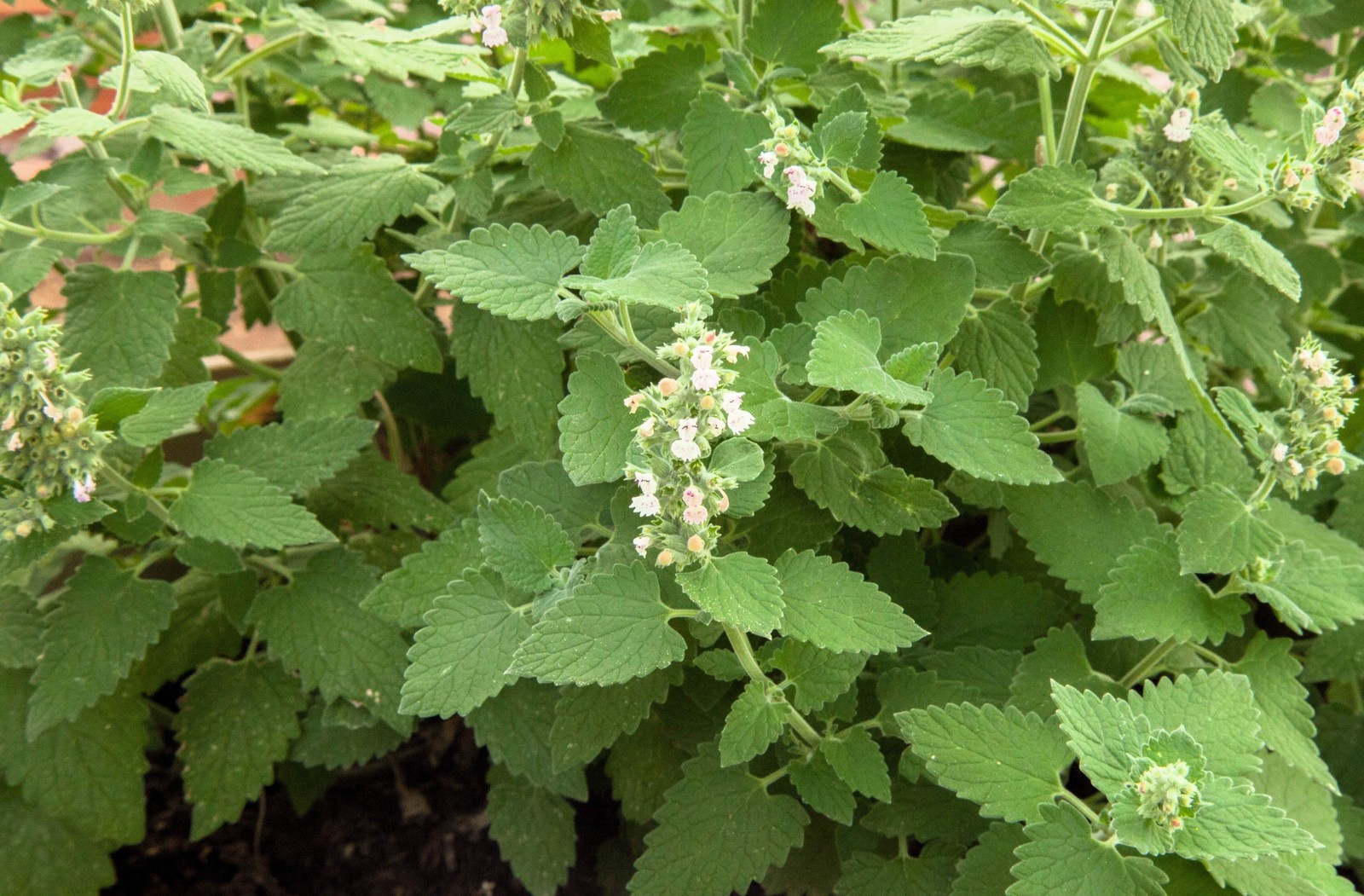 200 Lemon LEMONY CATNIP Nepeta Cataria Citrodoria Herb Flower Seeds