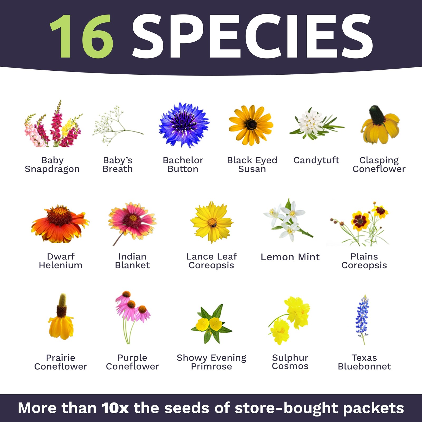 Texas Oklahoma Wildflower Seeds Mixture 1 Ounce (Pack of 1), Multiple Colors