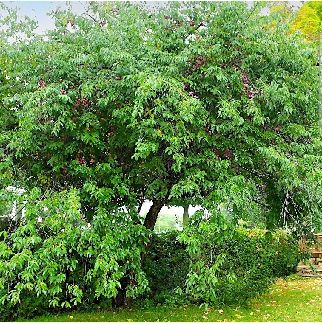 1 Pound Prunus Americana Tree Seeds About 900 To 1000 Seeds bulk