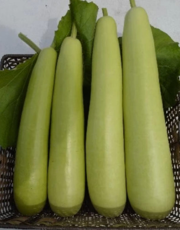 New 2026 Bottle Gourd / Lauki / Cucuzzi – 8 seeds per packet -Free shipping