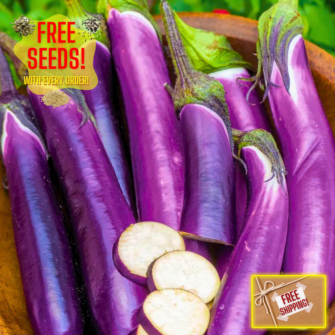 Fresh Chinese Eggplant Seeds | Ping Tung | Heirloom Non-GMO | Asian Vegetable