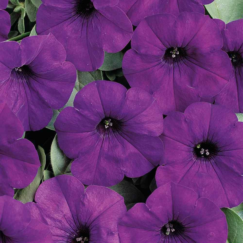 30 Seeds Blue Easy Wave Spreading Petunia Flower Seeds