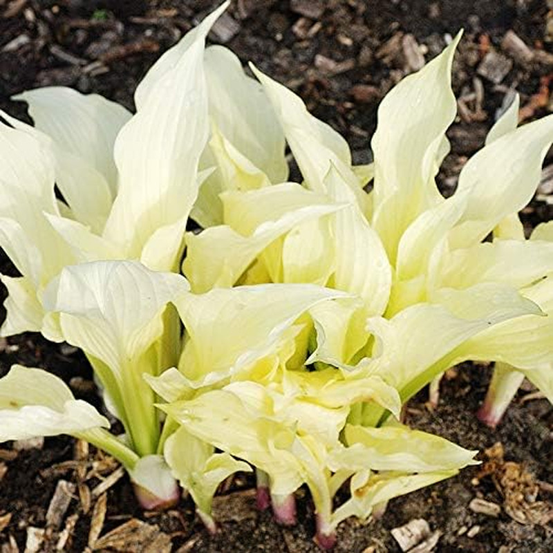 White Feather Hosta Flower Root – Attracts Butterflies and Hummingbirds – Grows