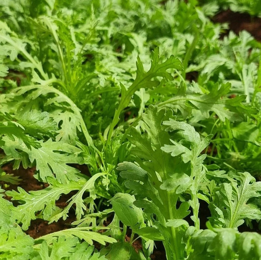 20 Gr (3500 Seeds) Chrysanthemum Greens Seeds for Planting, Tong Ho Choy Seeds