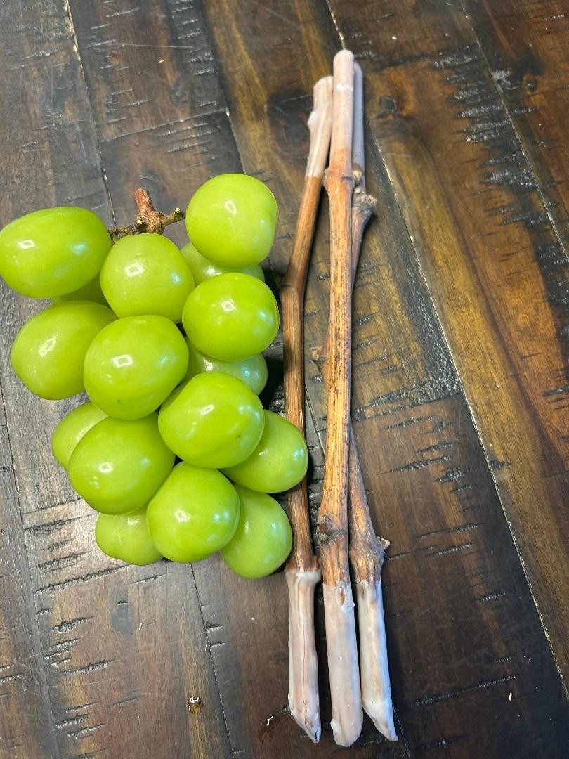 Shine Muscat Seedless grape- 3 fresh cuttings, no roots, rooting or grafting