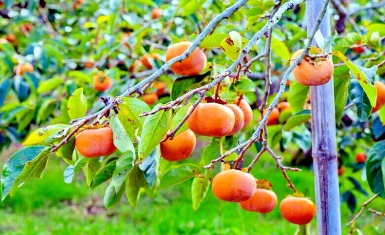 10 JAPANESE PERSIMMON TREE SEEDS (Diospyros Kaki) Asia Hardy Garden Fruit Plant