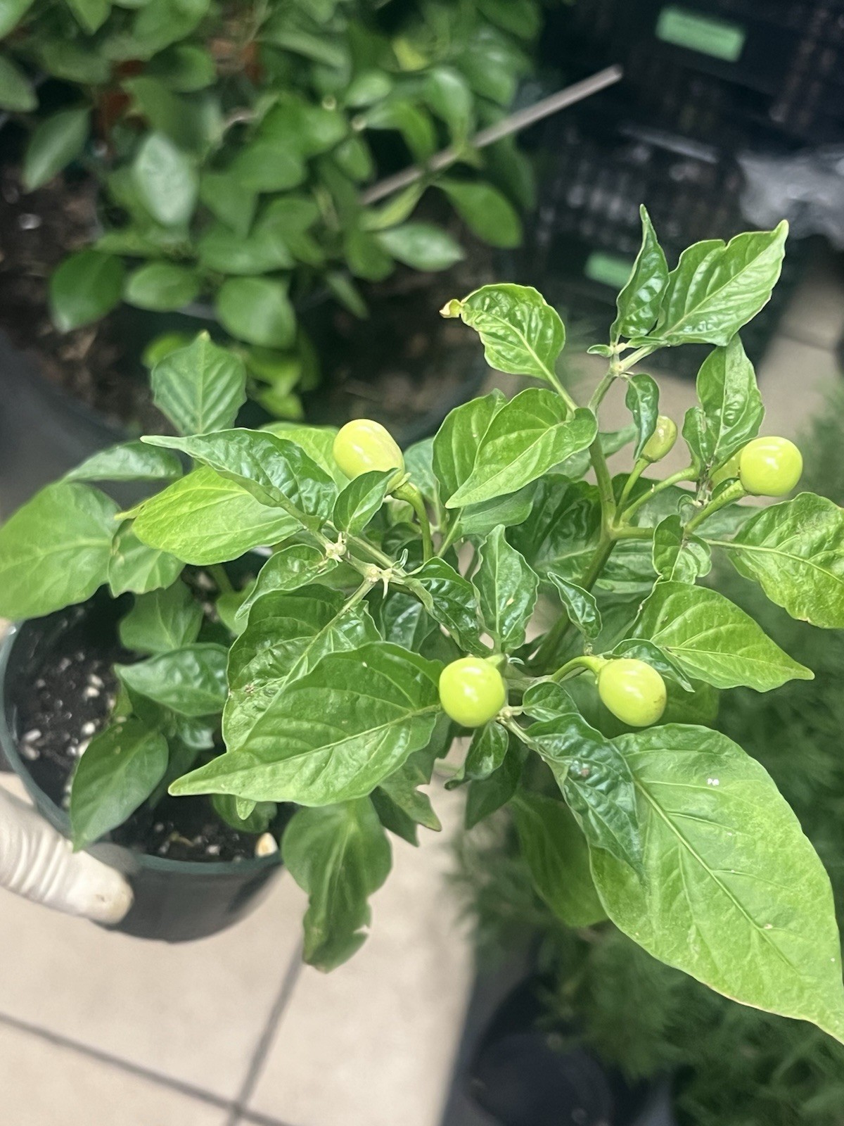 Extremely Hot Wiri Wiri Pepper Plants 225,000 SH One Live Plant In 4” Pot