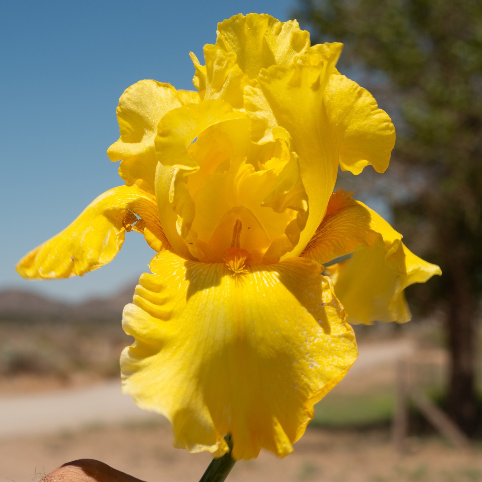 **BEST & BRIGHTEST** Tall Bearded Iris. Pre-Order, Combined Shipping: Jul – Sep