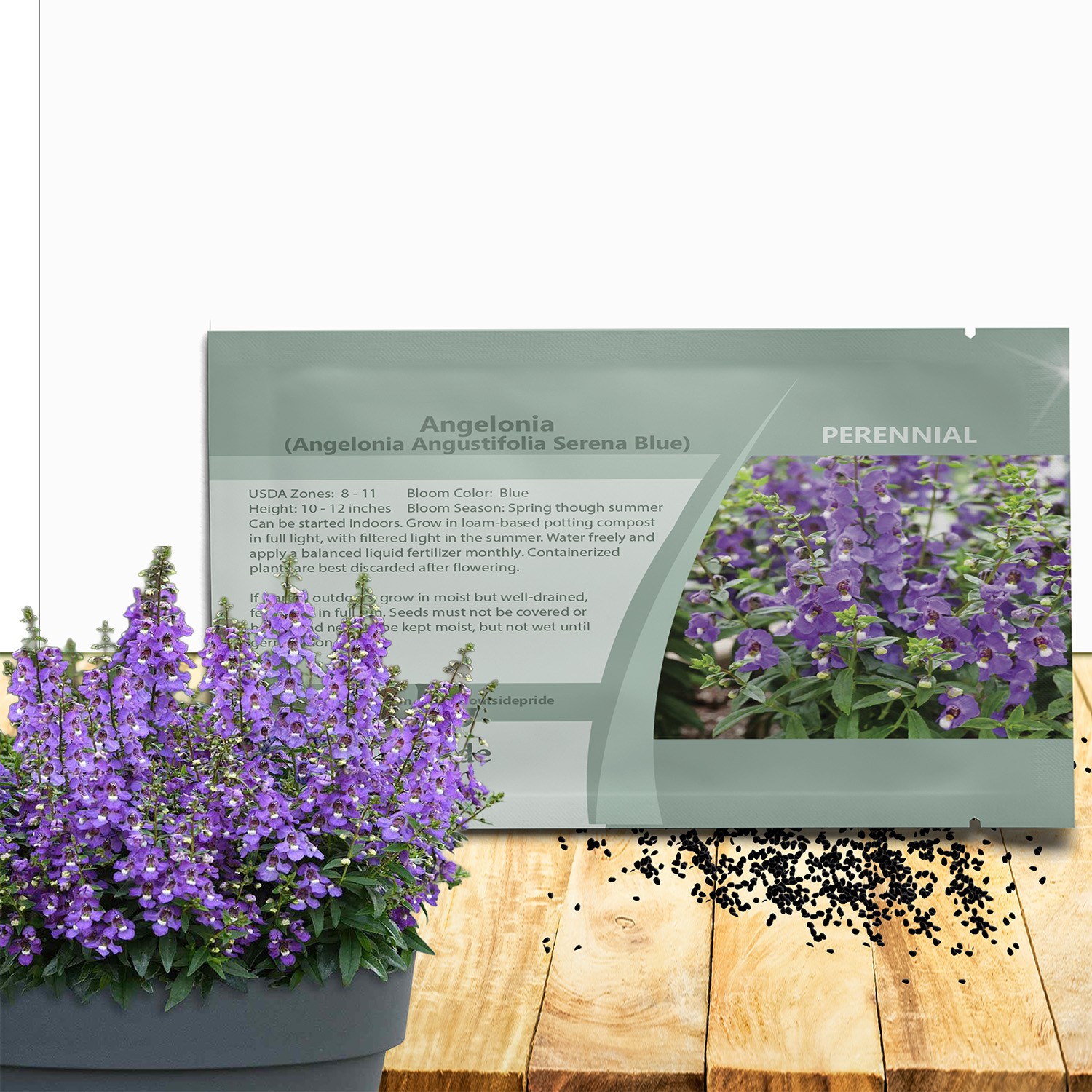 15 Seeds Angelonia Serena Blue – Angelonia Flower Seeds
