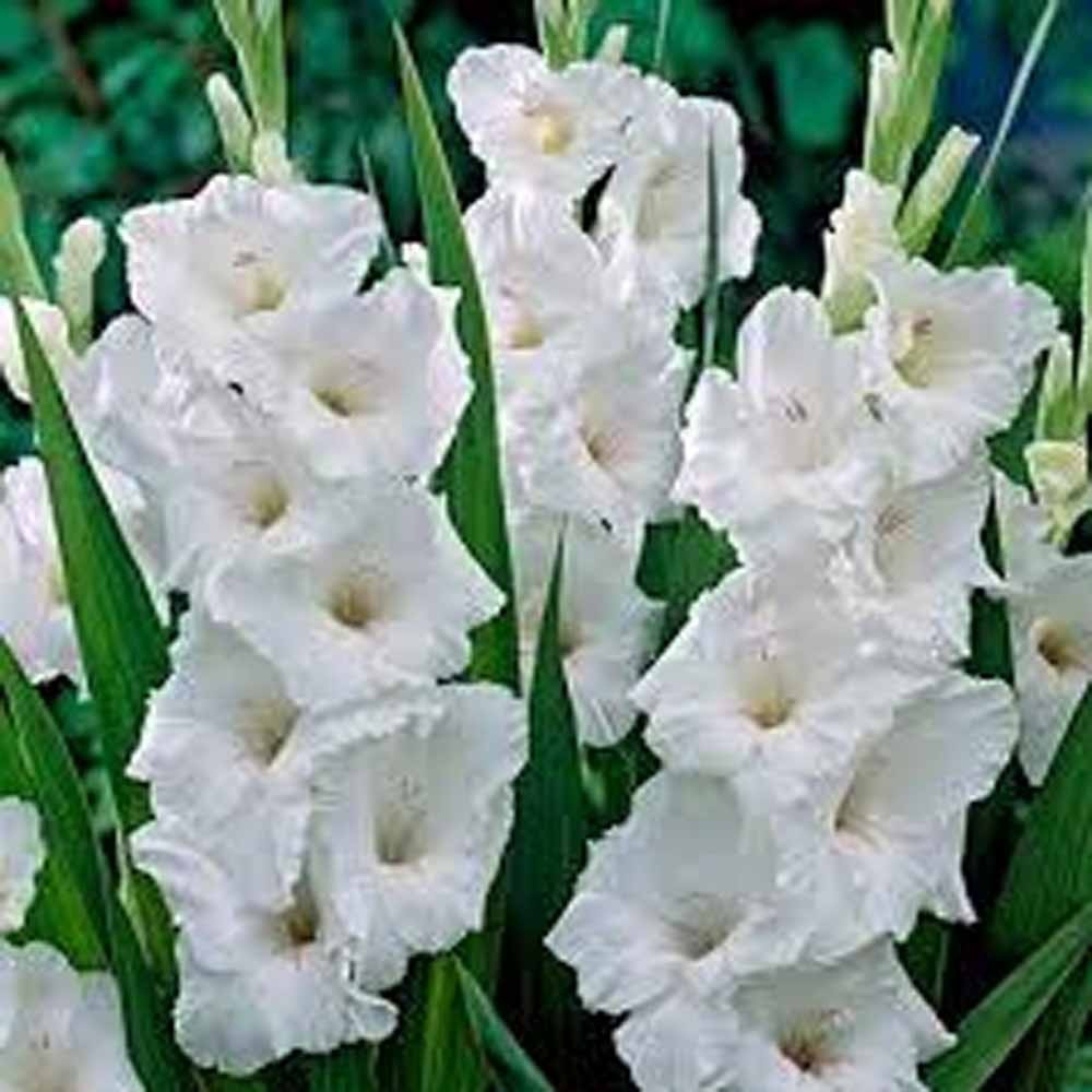 Gladiolus Flower Bulb/Corms, White Bulbs Unique Garden Statement, Country Creek