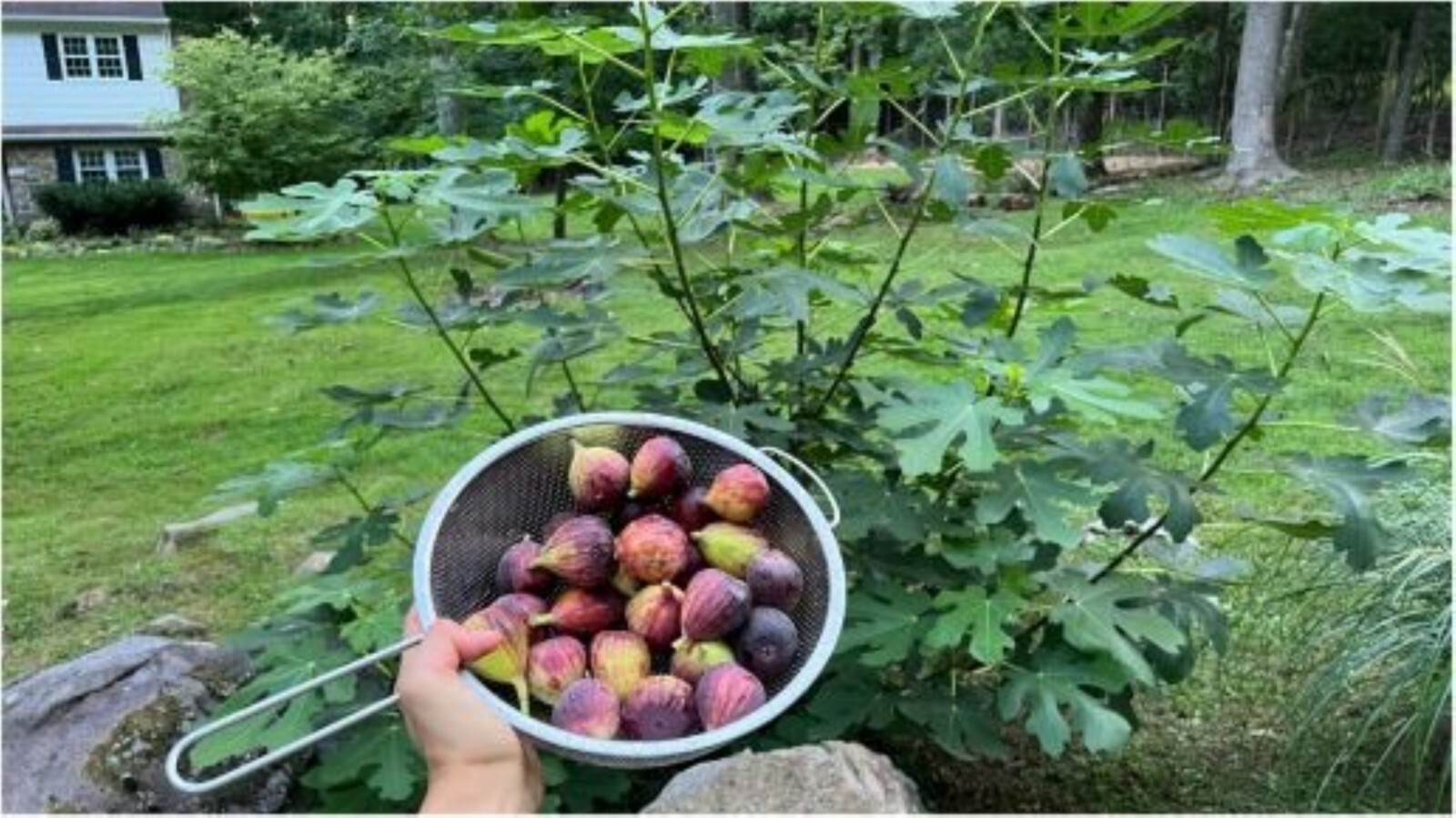 18-36″ tall Chicago Hardy Fig Plant – Ficus carica tree