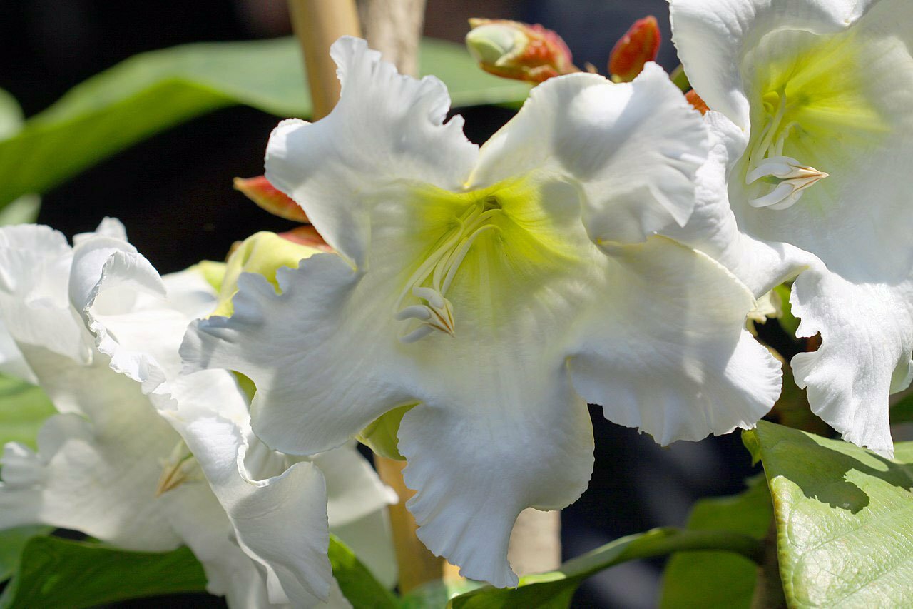 Beaumontia grandiflora | Herald’s Trumpet | Easter Lily Vine | 10 Seeds