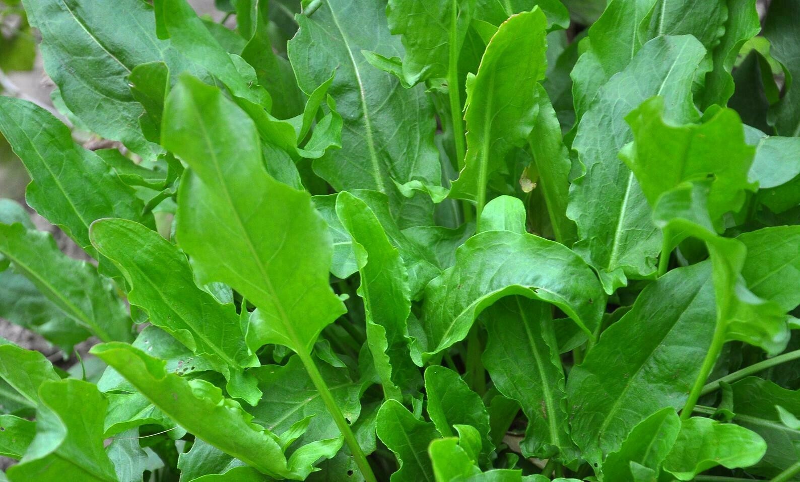 Sorrel 3500+Seeds Vegetable Herb Plant Roselle Sour Asian Rau Chua Banh Xeo