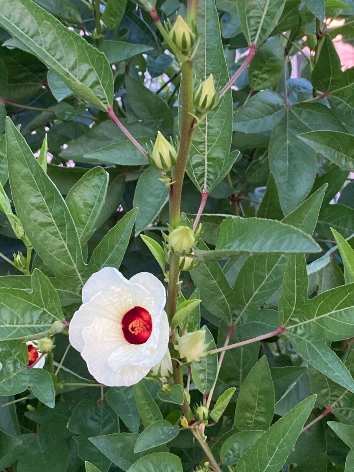 White Jamaican Sorrel Seeds 30 Seeds White Roselle Hibiscus Plus Free Gift