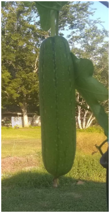 10+ Luffa Sponge Gourd Seeds, Vegetable Sponge, Dishcloth Gourd, NON-GMO