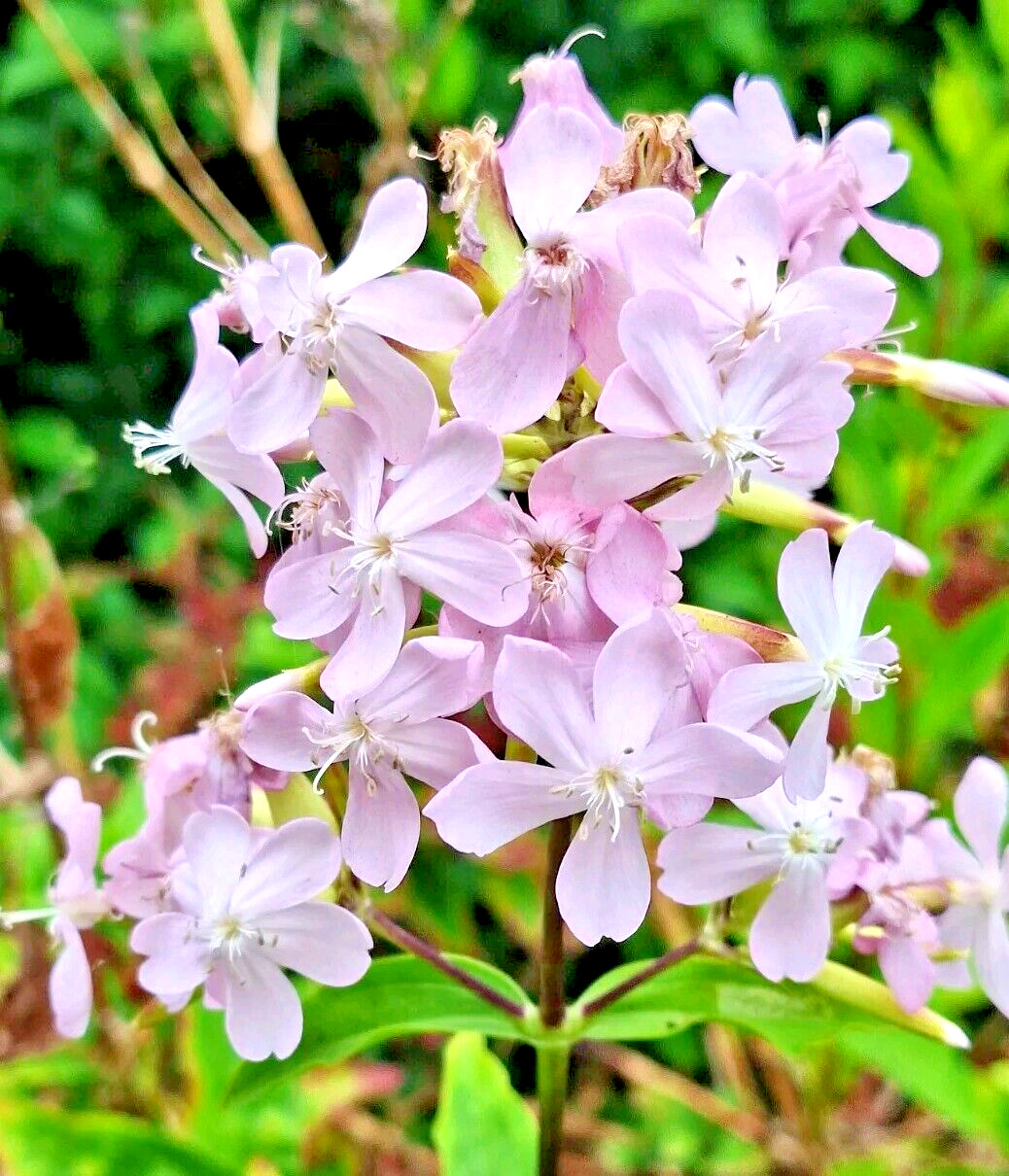 BLUSH PINK MALTICE CROSS 100 SEEDS. RARE COLOR, LYCHNIS CHALCEDONICA