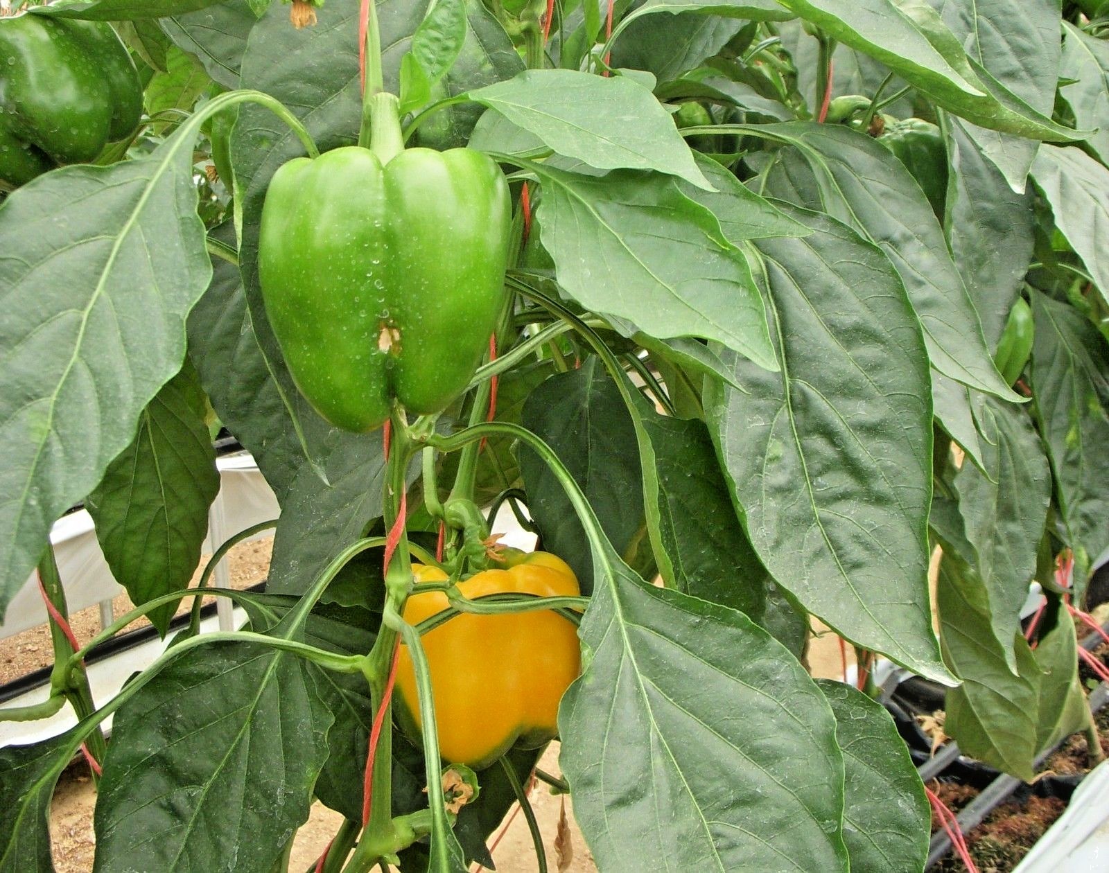 101+SUNBRIGHT Yellow Sweet BELL PEPPER Seeds Organic Vegetable Garden Container