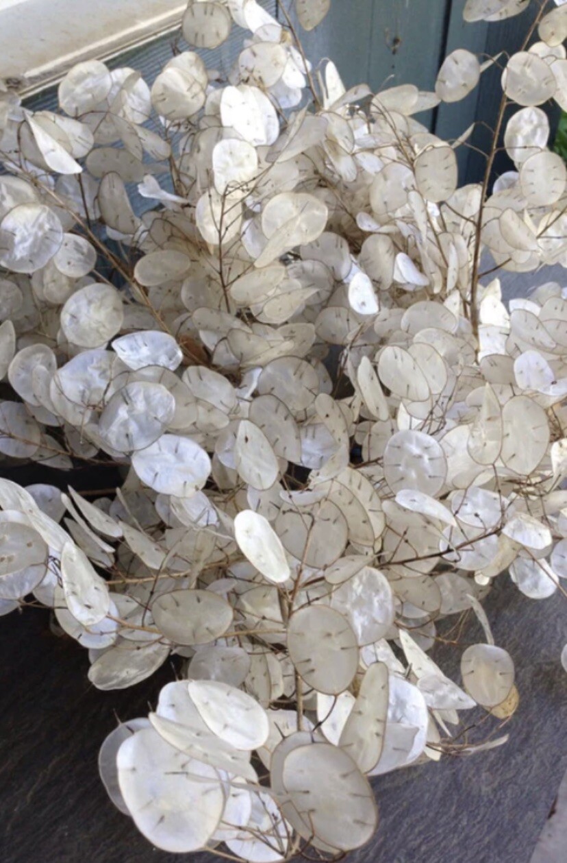 MONEY PLANT SEEDS Lunaria Biennis Popes Money NJ USA Check My Store For More