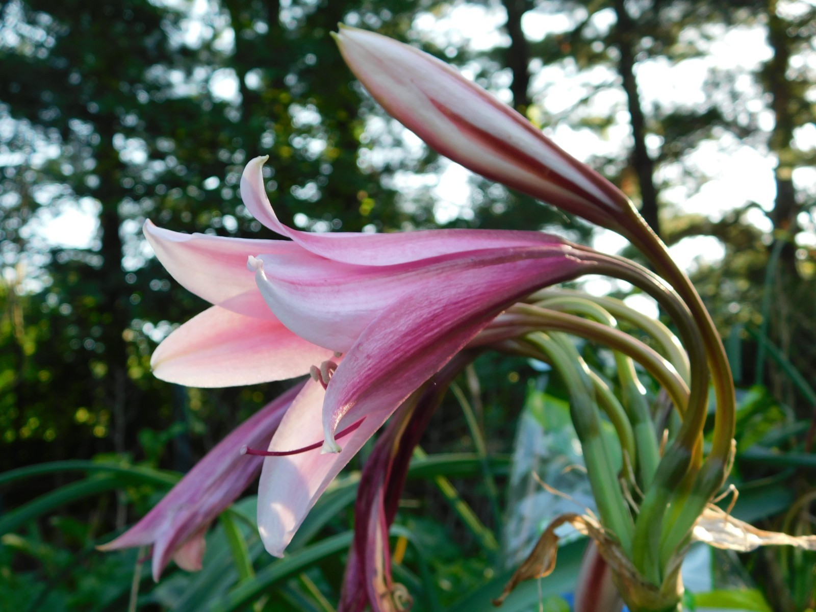 22 Oz (500 + )Crinum Bulbispermum Seeds, Cold Hardy, Orange river lily, Fresh