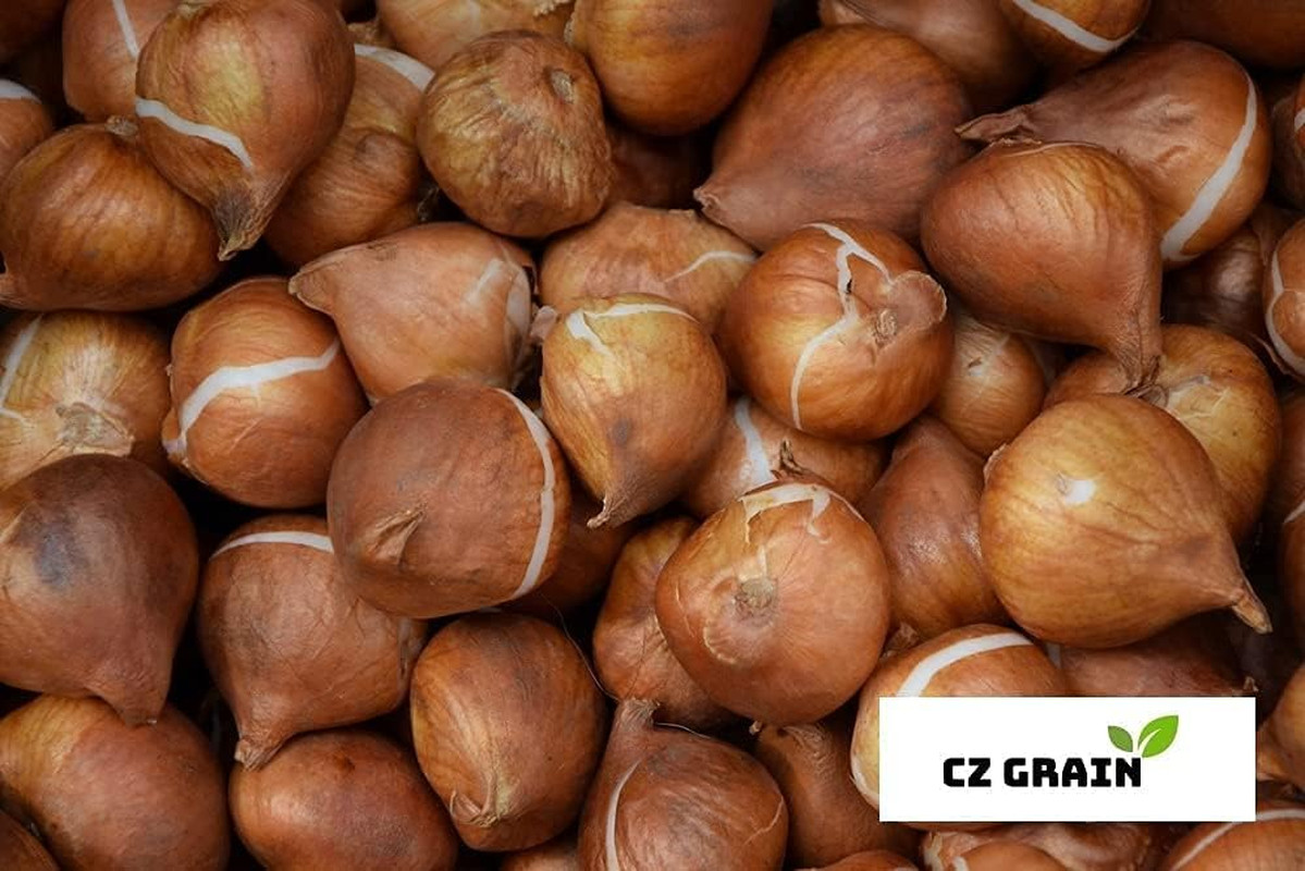 Green and White Tulip Bulbs for Planting – Easy to Grow Rare Green Rembrandt …
