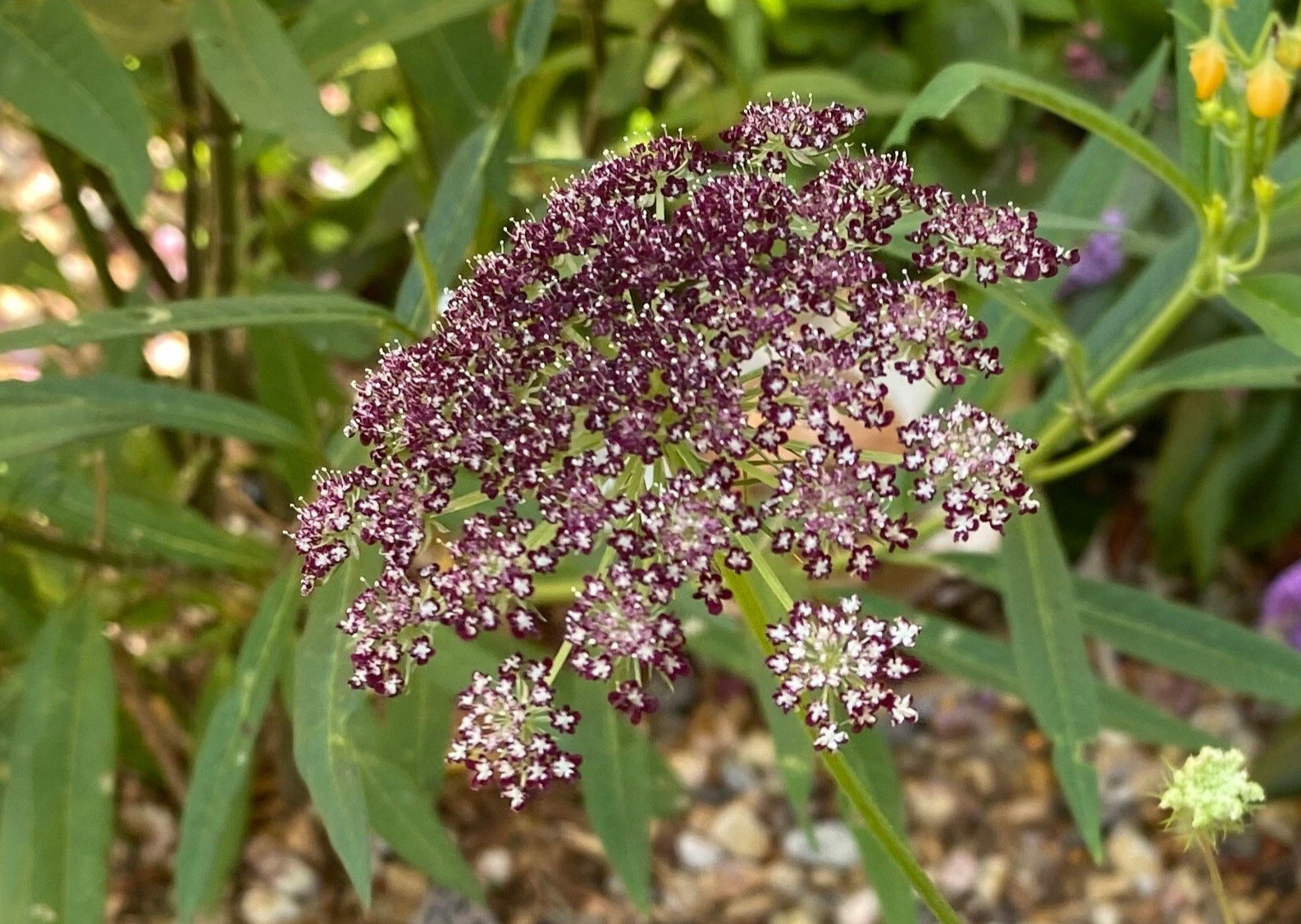 Queen Anne’s Lace Variety: Dara Daucus, White Dill, Green Mist