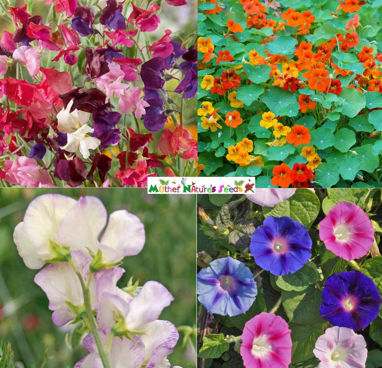 CLIMBERS DELUXE MIX Colorful Morning Glory Sweet Pea Nasturtium Vines 50 Seeds!