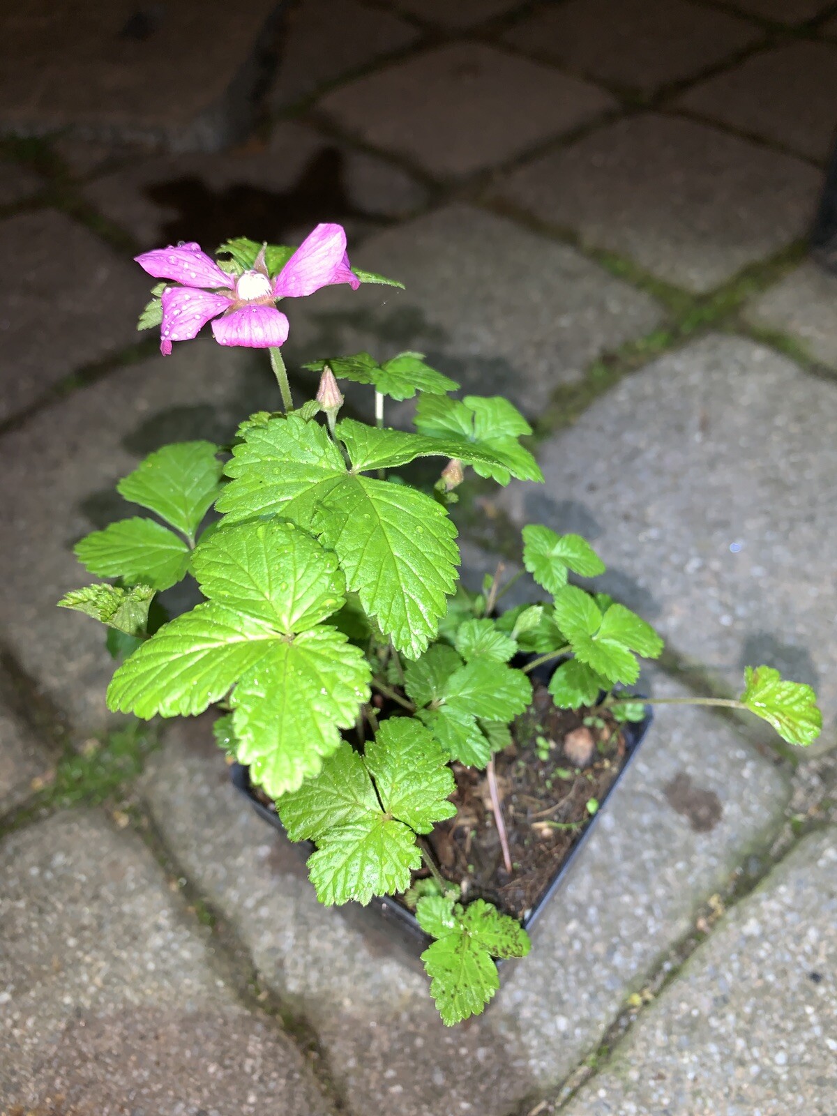 Arctic Raspberries ‘Beta’ and ‘Sophia’ (Rubus arcticus x stellarcticus) 2 pots