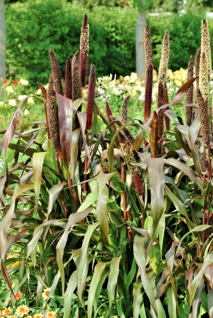 30 JESTER ORNAMENTAL MILLET SEEDS – Pennisetum glaucum ” jester “
